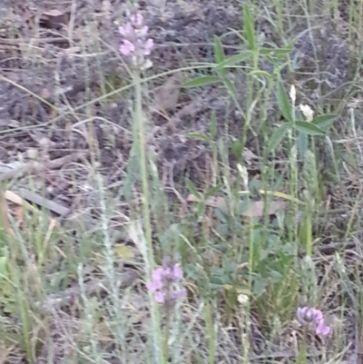 Cullen microcephalum (Dusky Scurf-pea) at Watson, ACT - 27 Nov 2015 by MAX