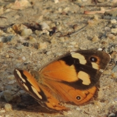 Heteronympha merope (Common Brown Butterfly) at Greenway, ACT - 23 Mar 2014 by MichaelBedingfield