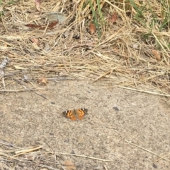 Vanessa kershawi (Australian Painted Lady) at O'Connor, ACT - 10 Oct 2015 by ibaird