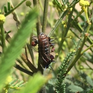 Jalmenus ictinus at O'Connor, ACT - 22 Nov 2015