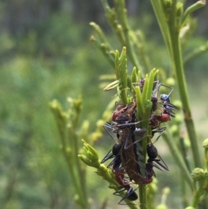 Jalmenus ictinus at O'Connor, ACT - 22 Nov 2015