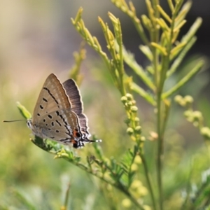 Jalmenus ictinus at O'Connor, ACT - 22 Nov 2015