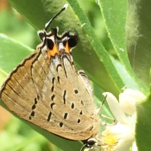 Jalmenus ictinus at O'Connor, ACT - 25 Jan 2015 01:50 PM