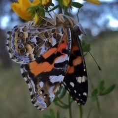 Vanessa kershawi (Australian Painted Lady) at Wandiyali-Environa Conservation Area - 27 Nov 2015 by Wandiyali