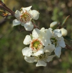 Leptospermum myrtifolium (Myrtle Teatree) at Googong, NSW - 28 Nov 2015 by Wandiyali