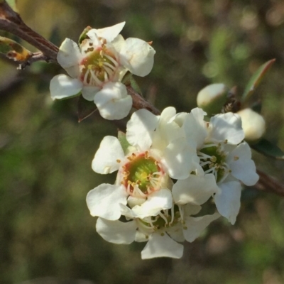 Leptospermum myrtifolium (Myrtle Teatree) at Googong, NSW - 28 Nov 2015 by Wandiyali