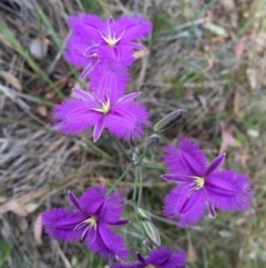 Thysanotus tuberosus subsp. tuberosus (Common Fringe-lily) at Bungendore, NSW - 28 Nov 2015 by yellowboxwoodland