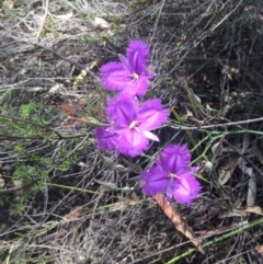 Thysanotus tuberosus subsp. tuberosus (Common Fringe-lily) at Mount Taylor - 28 Nov 2015 by AdamfromOz