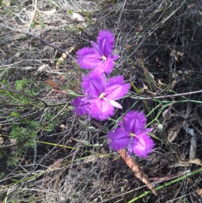 Thysanotus tuberosus subsp. tuberosus (Common Fringe-lily) at Kambah, ACT - 28 Nov 2015 by AdamfromOz