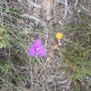 Thysanotus tuberosus subsp. tuberosus at Bungendore, NSW - 28 Nov 2015