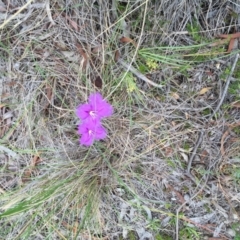 Thysanotus tuberosus subsp. tuberosus (Common Fringe-lily) at Bungendore, NSW - 28 Nov 2015 by yellowboxwoodland