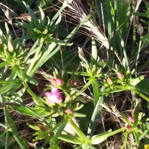 Centaurium erythraea at Watson, ACT - 27 Nov 2015