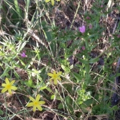 Centaurium erythraea at Watson, ACT - 27 Nov 2015