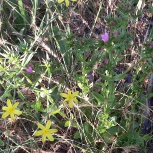 Centaurium erythraea at Watson, ACT - 27 Nov 2015 06:57 PM