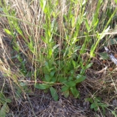 Centaurium erythraea at Watson, ACT - 27 Nov 2015 06:57 PM