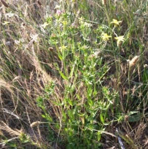 Centaurium erythraea at Watson, ACT - 27 Nov 2015 06:57 PM