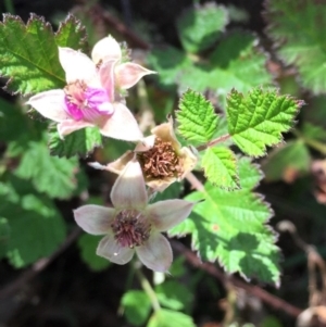 Rubus parvifolius at Bungendore, NSW - 28 Nov 2015