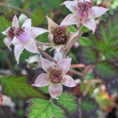 Rubus parvifolius at Bungendore, NSW - 28 Nov 2015 02:46 PM