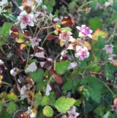 Rubus parvifolius at Bungendore, NSW - 28 Nov 2015 02:46 PM