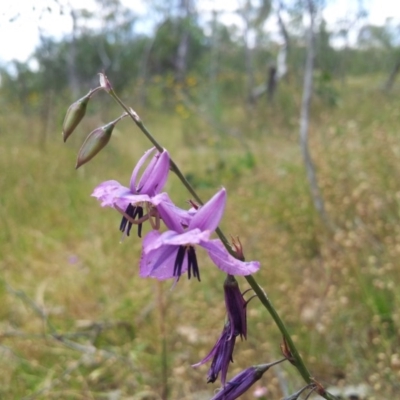 Arthropodium fimbriatum (Nodding Chocolate Lily) at Mount Taylor - 28 Nov 2015 by RosemaryRoth