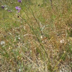 Arthropodium fimbriatum at Kambah, ACT - 28 Nov 2015 02:21 PM