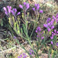 Comesperma ericinum (Heath Milkwort) at Bungendore, NSW - 28 Nov 2015 by yellowboxwoodland