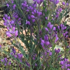 Comesperma ericinum at Bungendore, NSW - 28 Nov 2015