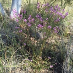 Comesperma ericinum at Bungendore, NSW - 28 Nov 2015