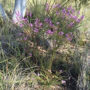 Comesperma ericinum at Bungendore, NSW - 28 Nov 2015