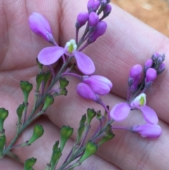 Comesperma ericinum at Bungendore, NSW - 28 Nov 2015