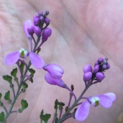 Comesperma ericinum at Bungendore, NSW - 28 Nov 2015