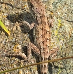 Amphibolurus muricatus (Jacky Lizard) at Wandiyali-Environa Conservation Area - 28 Nov 2015 by Wandiyali