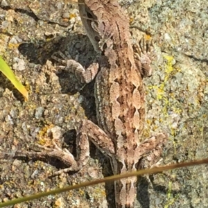 Amphibolurus muricatus at Googong, NSW - 28 Nov 2015