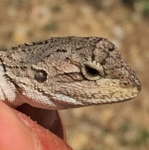 Amphibolurus muricatus at Googong, NSW - 28 Nov 2015