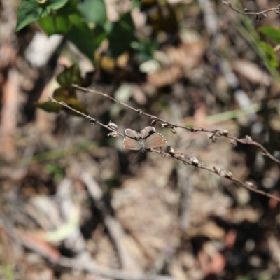 Neolucia agricola (Fringed Heath-blue) at Bruce, ACT - 21 Nov 2015 by ibaird