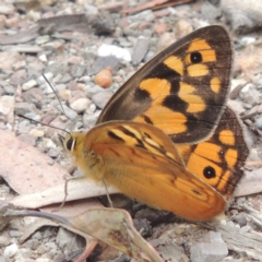 Heteronympha penelope (Shouldered Brown) at Bruce Ridge to Gossan Hill - 20 Feb 2015 by michaelb