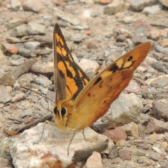 Heteronympha penelope at Bruce, ACT - 20 Feb 2015