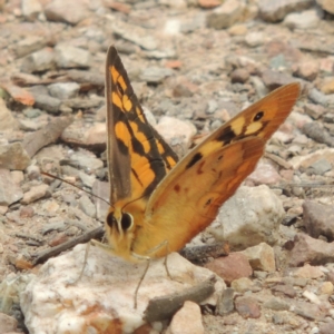 Heteronympha penelope at Bruce, ACT - 20 Feb 2015