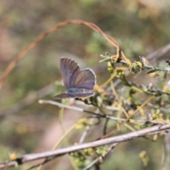 Erina acasta (Blotched Dusky-blue) at O'Connor, ACT - 21 Nov 2015 by ibaird