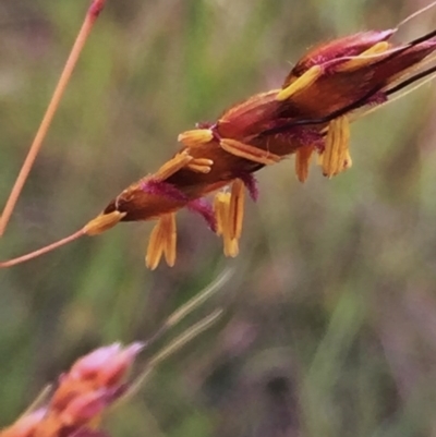 Sorghum leiocladum (Wild Sorghum) at Wandiyali-Environa Conservation Area - 29 Nov 2015 by Wandiyali