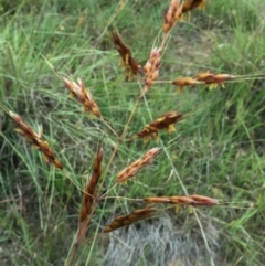 Sorghum leiocladum at Googong, NSW - 29 Nov 2015 11:31 AM