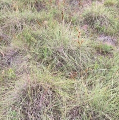 Sorghum leiocladum at Googong, NSW - 29 Nov 2015 11:31 AM