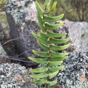 Pellaea calidirupium at Jerrabomberra, NSW - 29 Nov 2015 11:35 AM