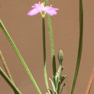 Epilobium sp. (A Willow Herb) at Bungendore, NSW - 29 Nov 2015 by yellowboxwoodland