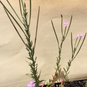 Epilobium sp. at Bungendore, NSW - 29 Nov 2015