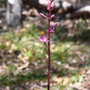 Dipodium punctatum at Yarralumla, ACT - 29 Nov 2015