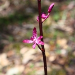 Dipodium punctatum at Yarralumla, ACT - 29 Nov 2015