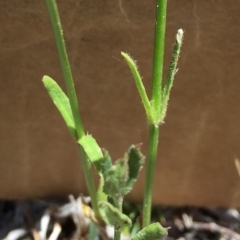 Wahlenbergia stricta subsp. stricta at Bungendore, NSW - 29 Nov 2015