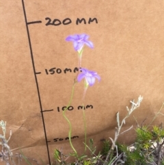 Wahlenbergia stricta subsp. stricta at Bungendore, NSW - 29 Nov 2015 12:58 PM