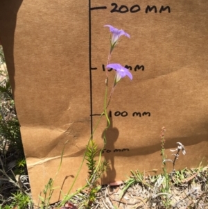 Wahlenbergia stricta subsp. stricta at Bungendore, NSW - 29 Nov 2015